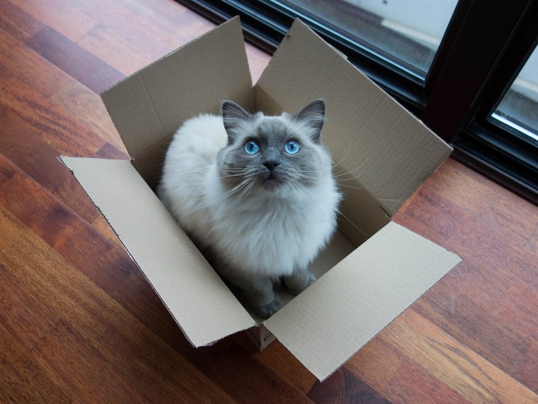 Gatto in una scatola