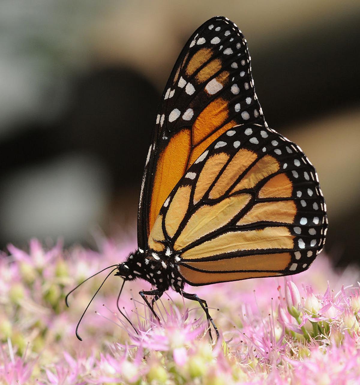 Le farfalle monarca, i curiosi lepidotteri dall&amp;#39;aspettativa di vita ...