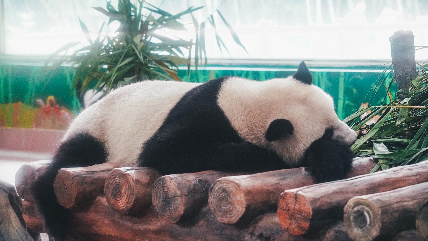 Panda che dorme
