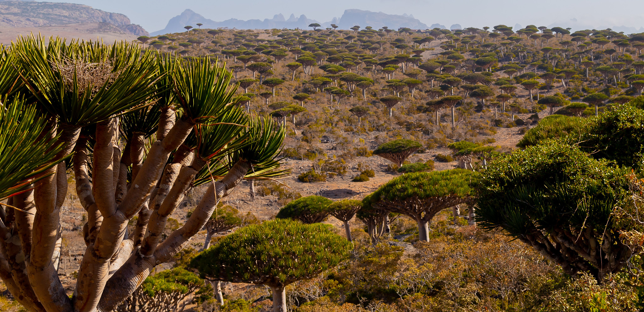 Foresta di alberi del drago di Socotra