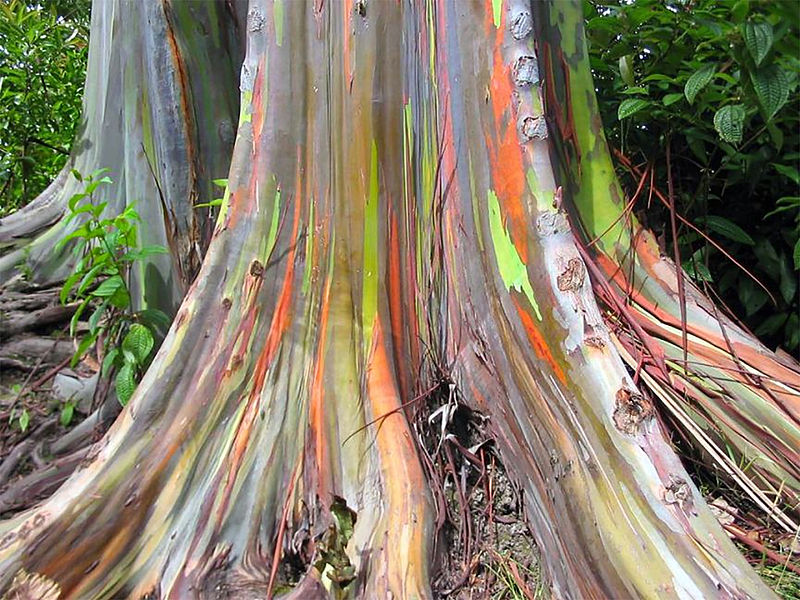 Eucalipto acrobaleno, Eucalyptus deglupta