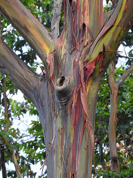 Eucalipto acrobaleno, Eucalyptus deglupta