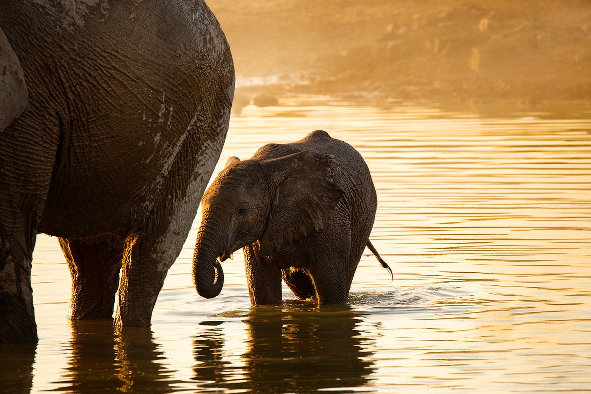 Elefantini in acqua