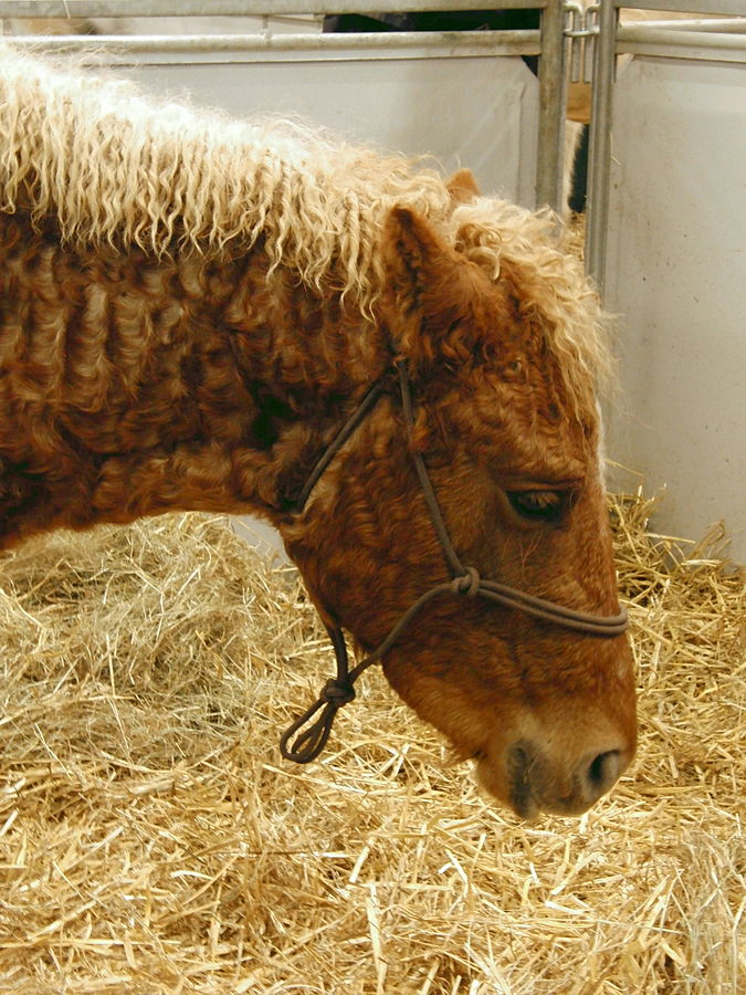 cavallo con manto arricciato curly