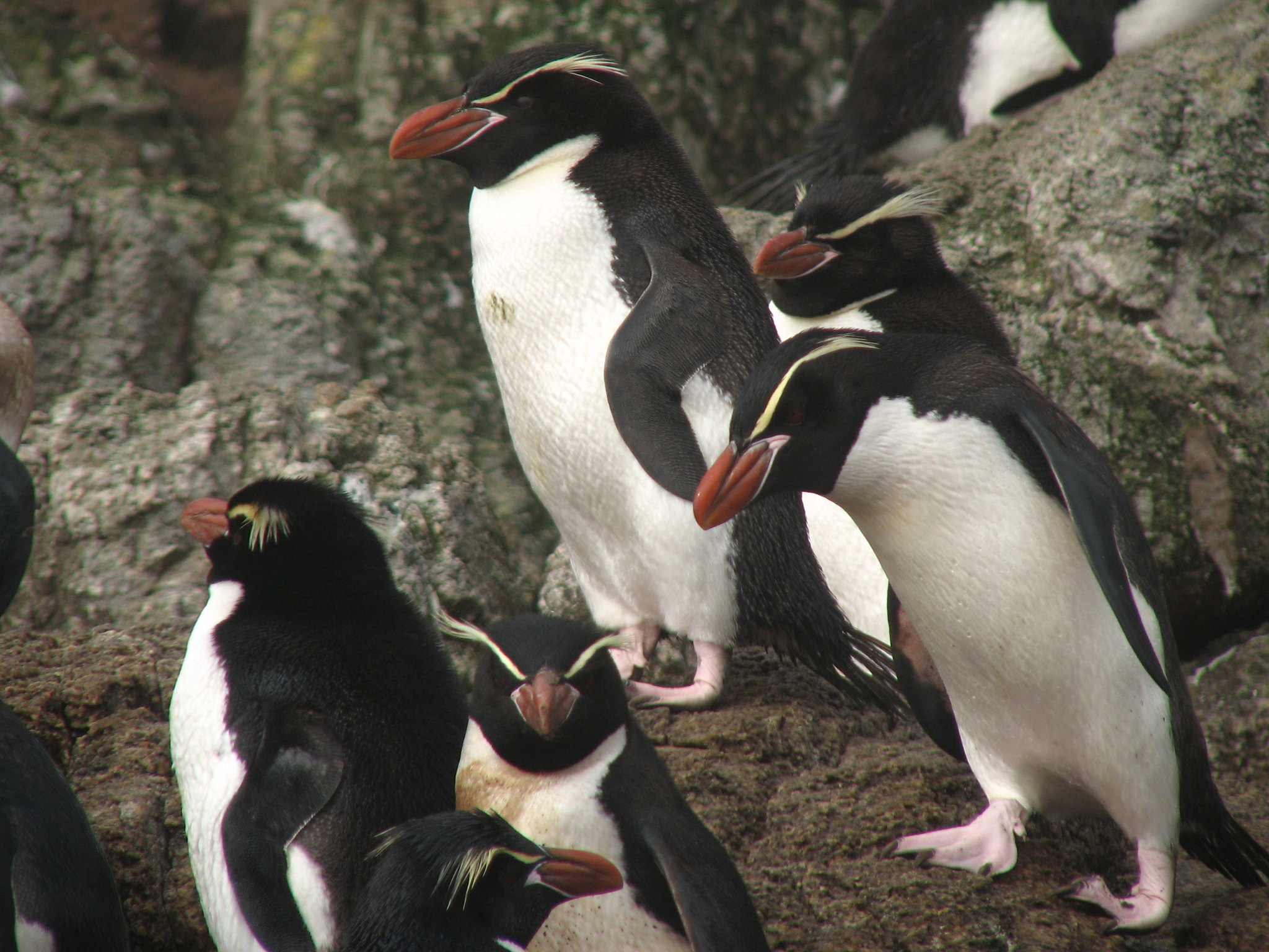 i pinguini delle Snares