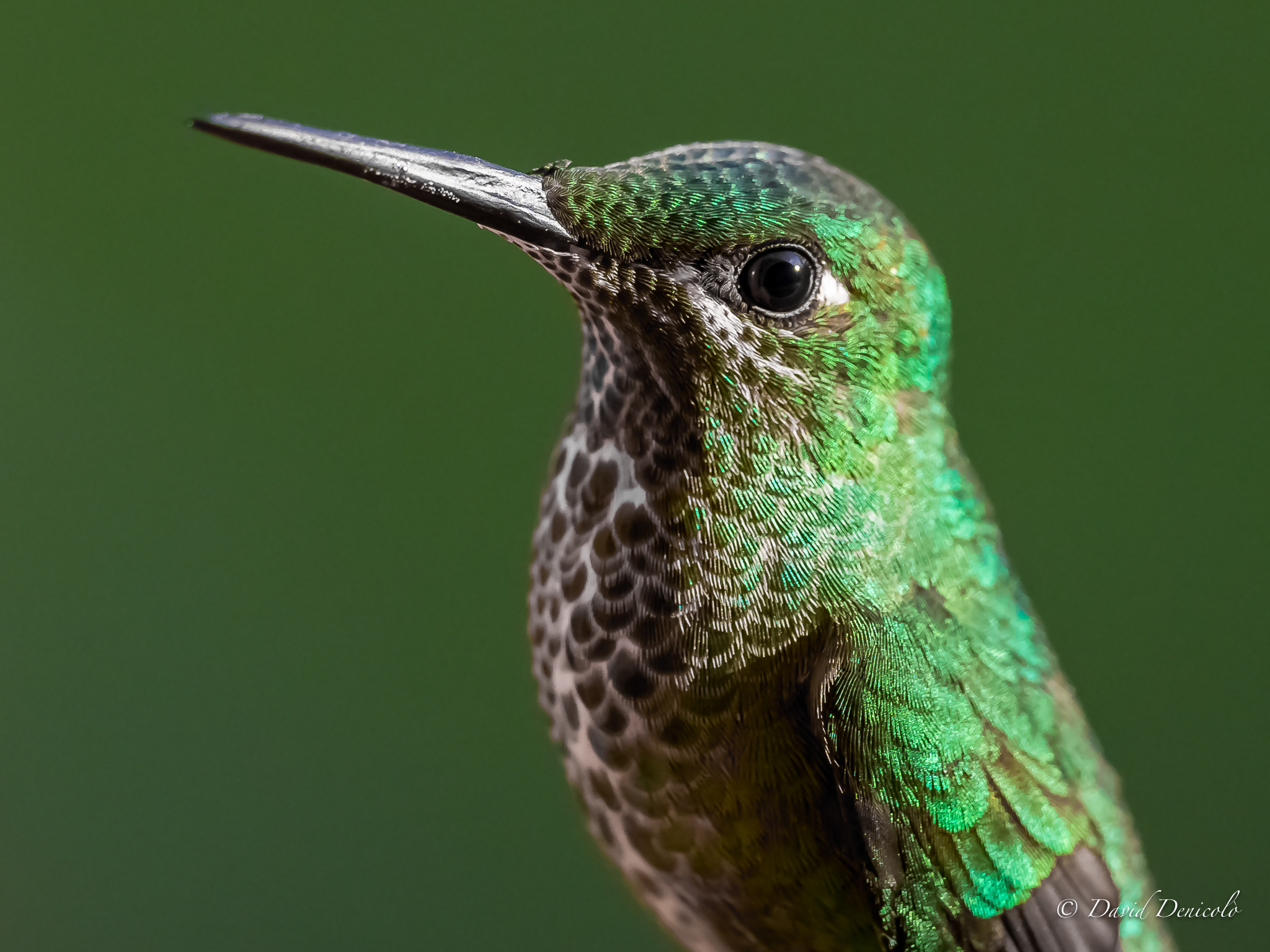 colibrì