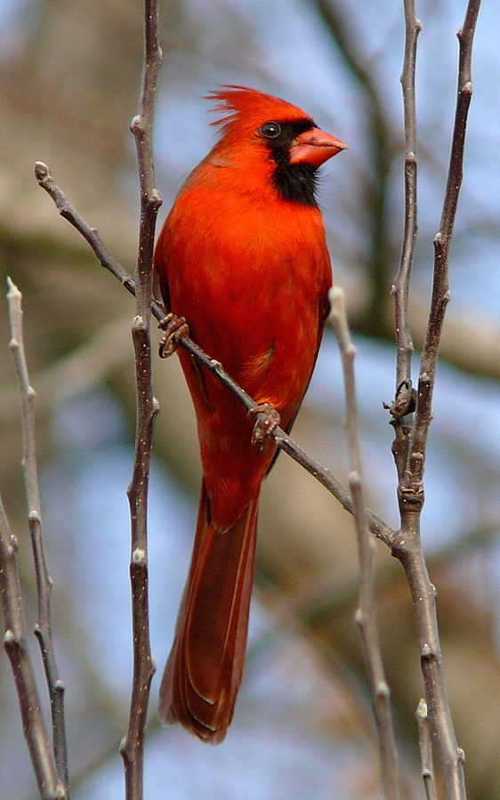 uccelli cardinale