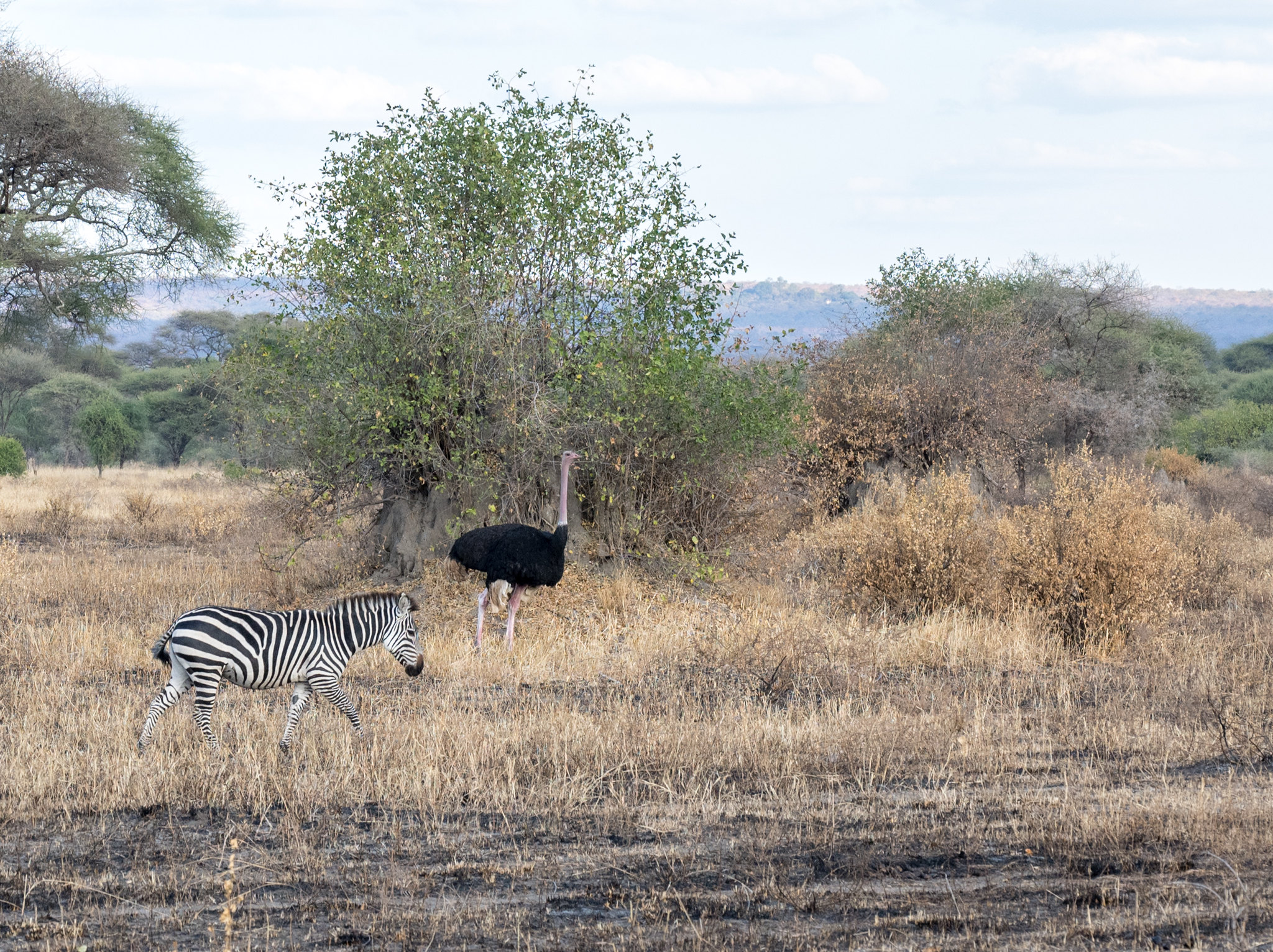 Zebra e struzzo
