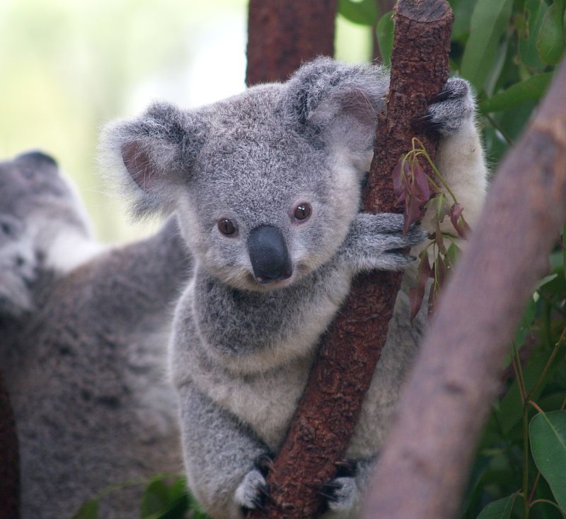 Cucciolo di Koala