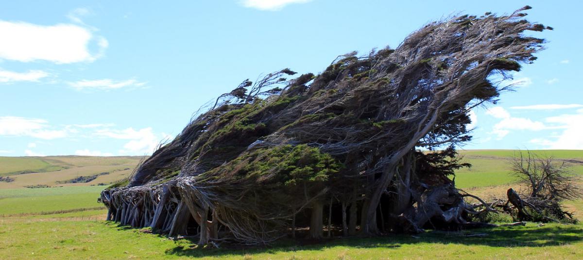 Эйдотея дерево. Танцующий лес на куршской косе. Кривой лес (crooked forest) польша. Темная аллея северная ирландия. Гну дерево.