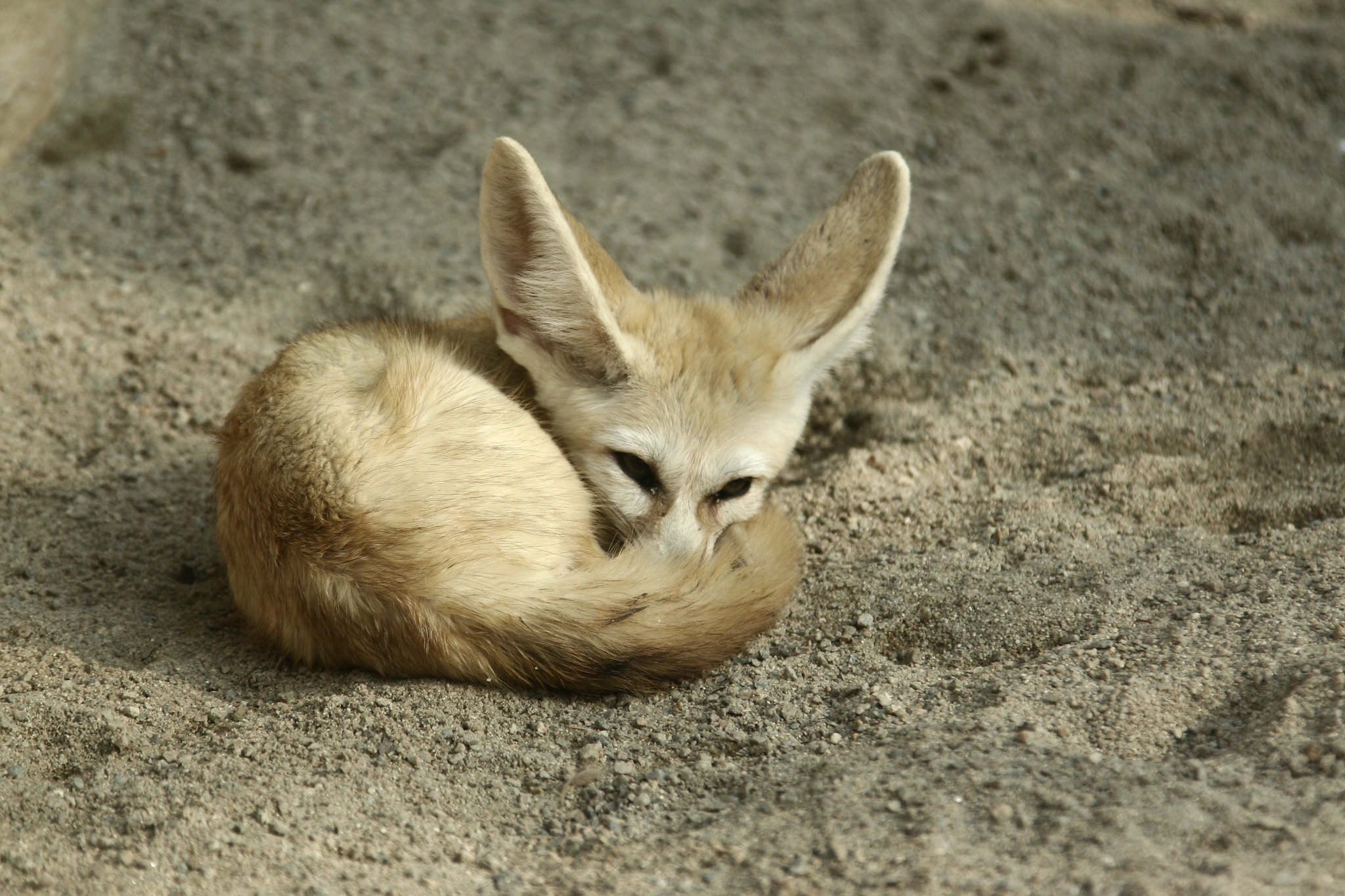 volpe fennec