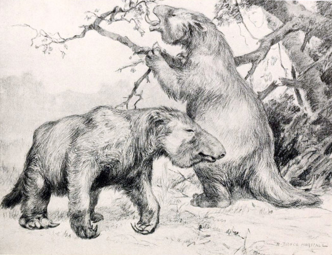 Gli antichi bradipi giganti che vivevano in Sud America migliaia di anni fa