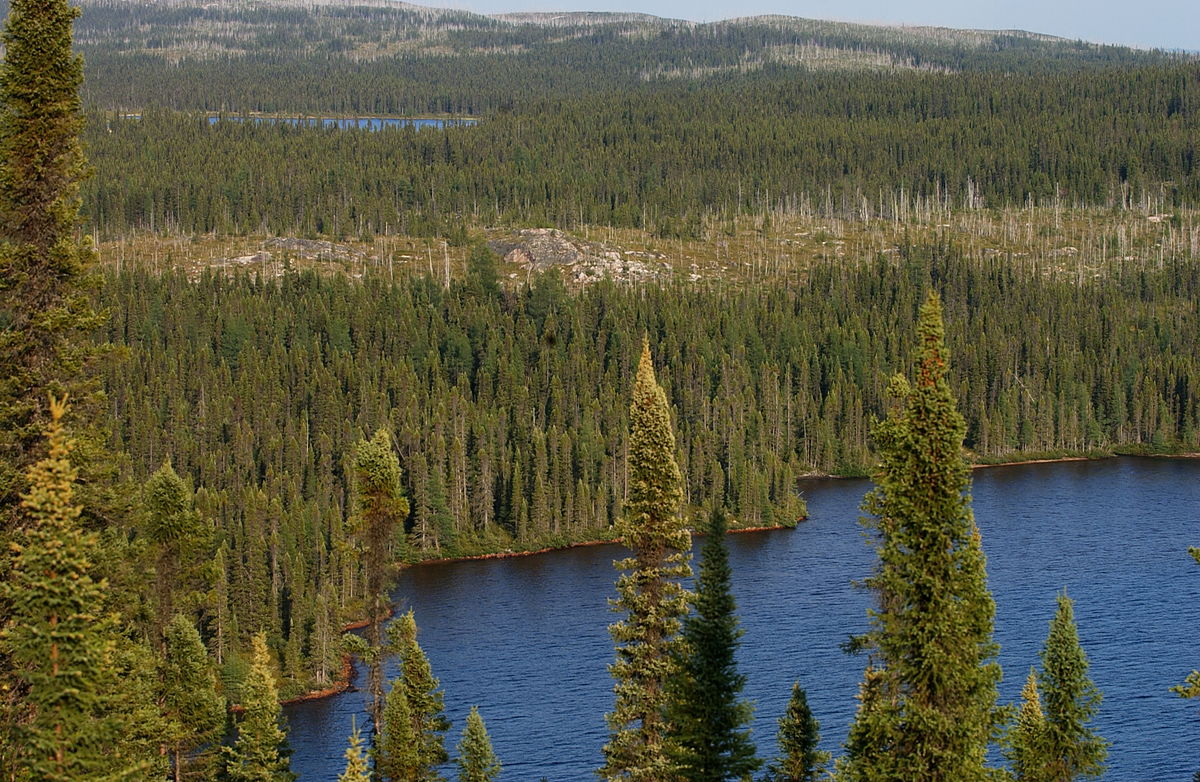 La foresta boreale del Canada vive indisturbata da innumerevoli secoli