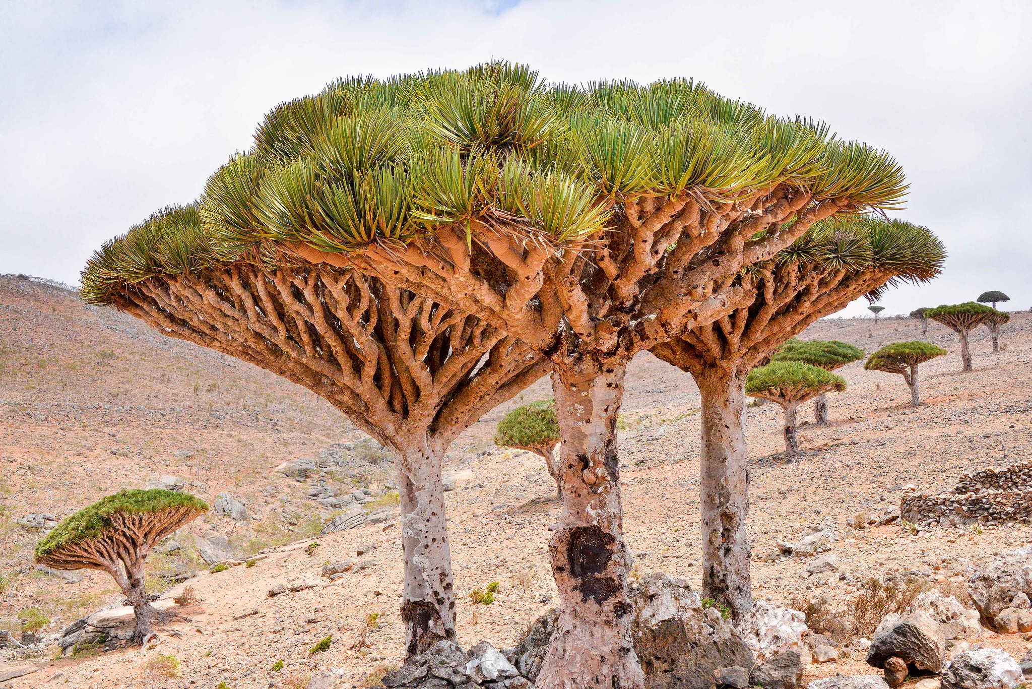 Dracena drago di Socotra 