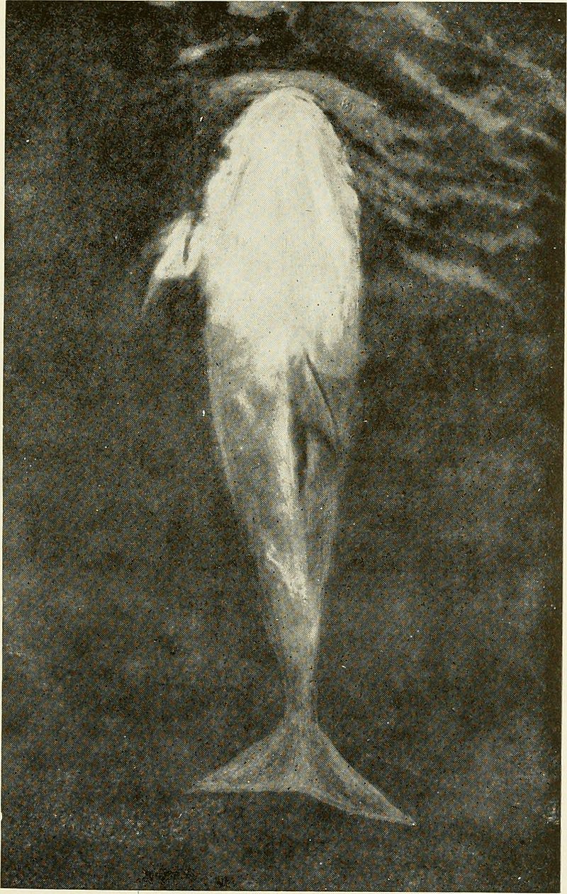 Il delfino Pelorus Jack