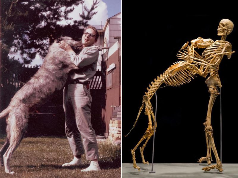 Grover Krantz e il suo cane con i relativi scheletri