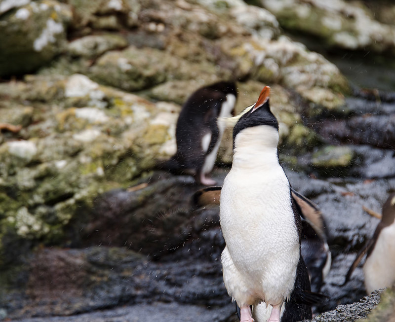 Pinguino delle Snares che si asciuga