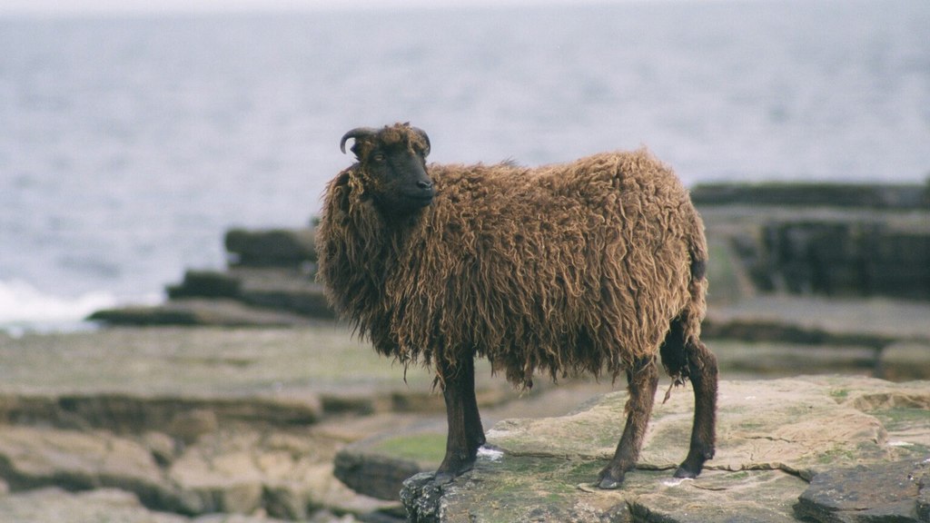 Una pecora di North Ronaldsay sugli scogli