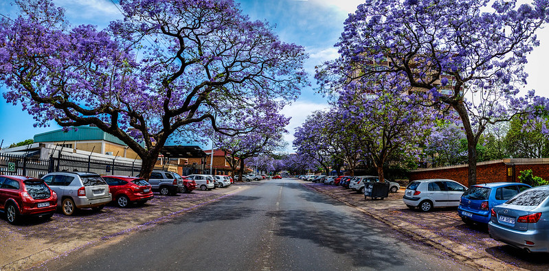 Una strada alberata a Pretoria