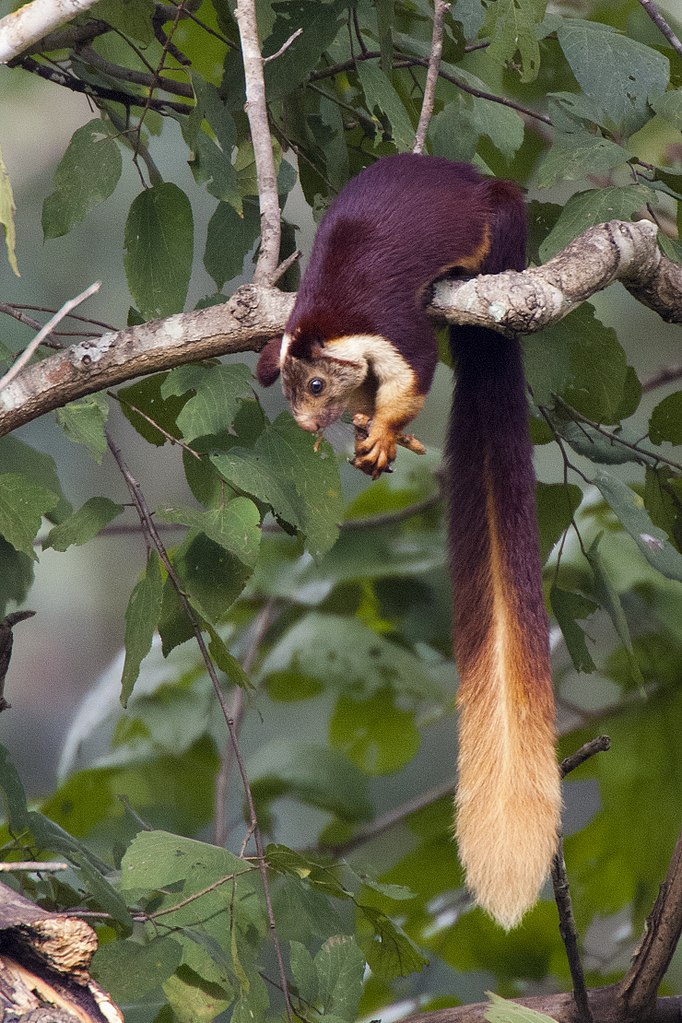 Lo scoiattolo gigante indiano arriva a sfiorare il metro di lunghezza (coda compresa)