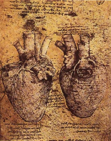 Disegno del cuore e dei suoi vasi sanguigni. Leonardo da Vinci
