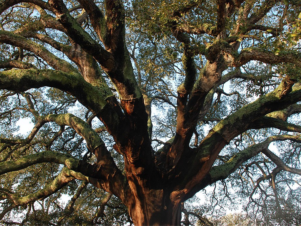 Tra i rami dell'albero fischiatore, o Whistler Tree, l'albero di sughero più grande del mondo