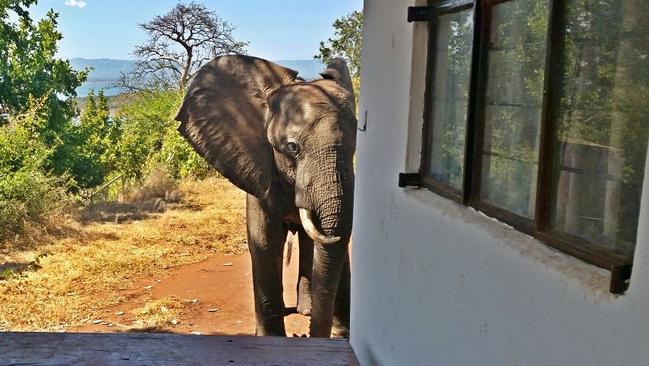 L'elefante Ben in attesa di ricevere cure
