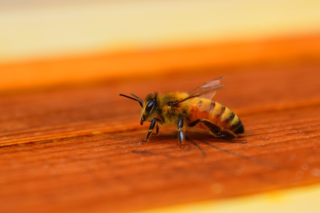 Un'ape europea (Apis mellifera) solitaria sopra a un alveare