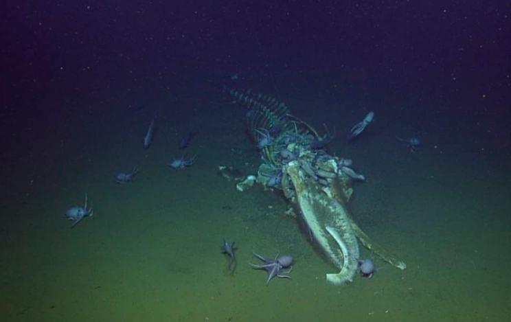 Caduta della balena, carcassa di balena sul fondale oceanico 