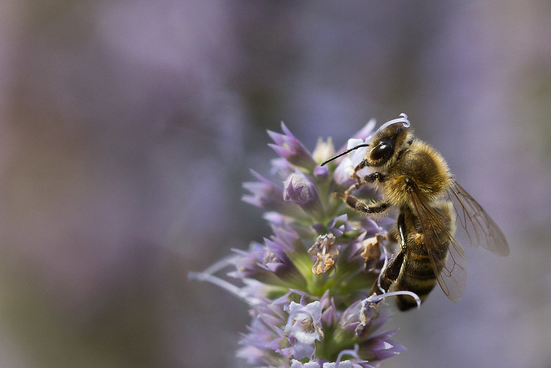 Un'ape su un fiore