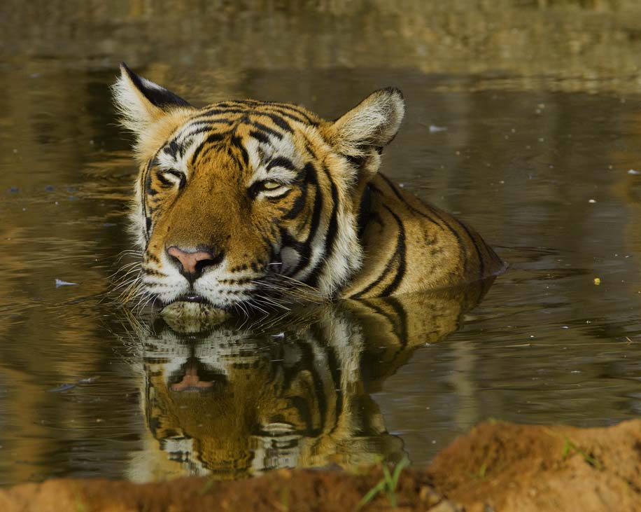 Una tigre del Bengala (Panthera tigris) nella riserva Ranthambhore, Rajasthan, India