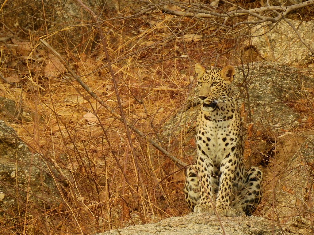 Uno dei leopardi che vivono a Bera
