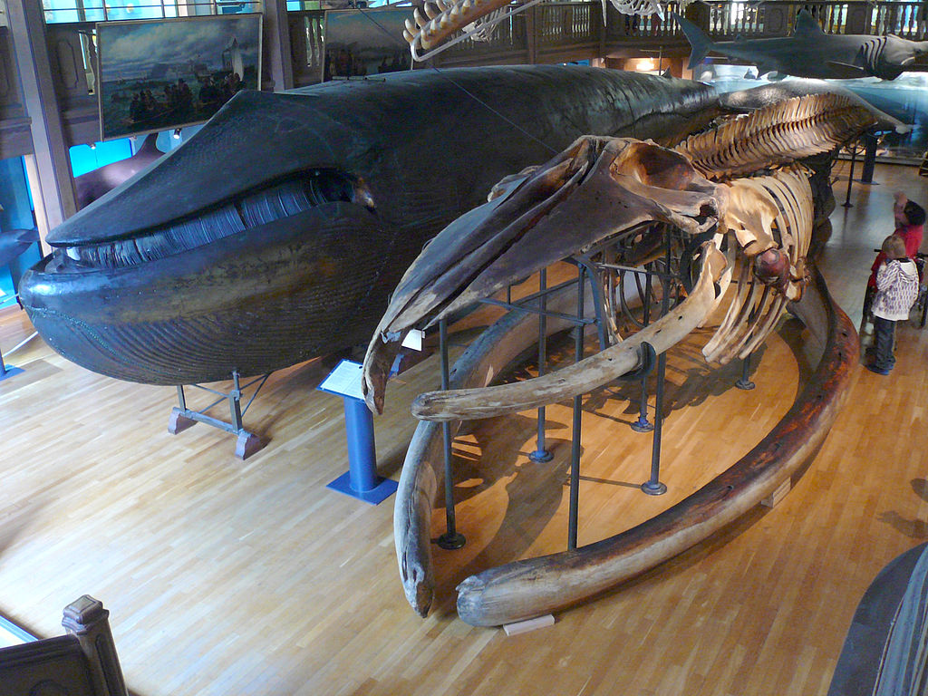 La balena di Malm al Museo di Storia Naturale di Göteborg