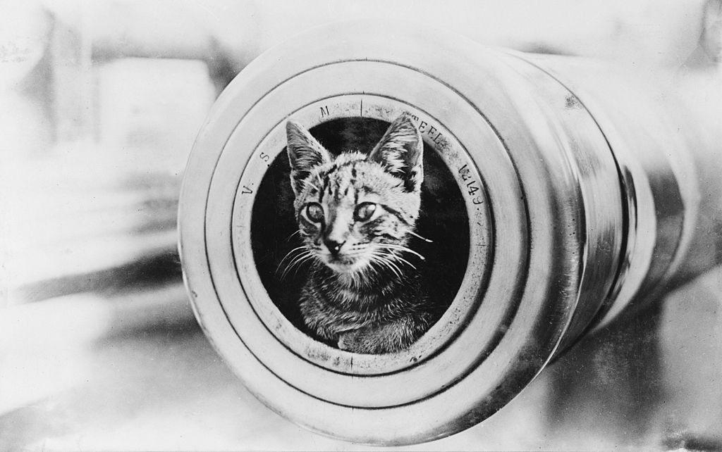 Gatto di bordo sulla Encounter durante la prima guerra mondiale
