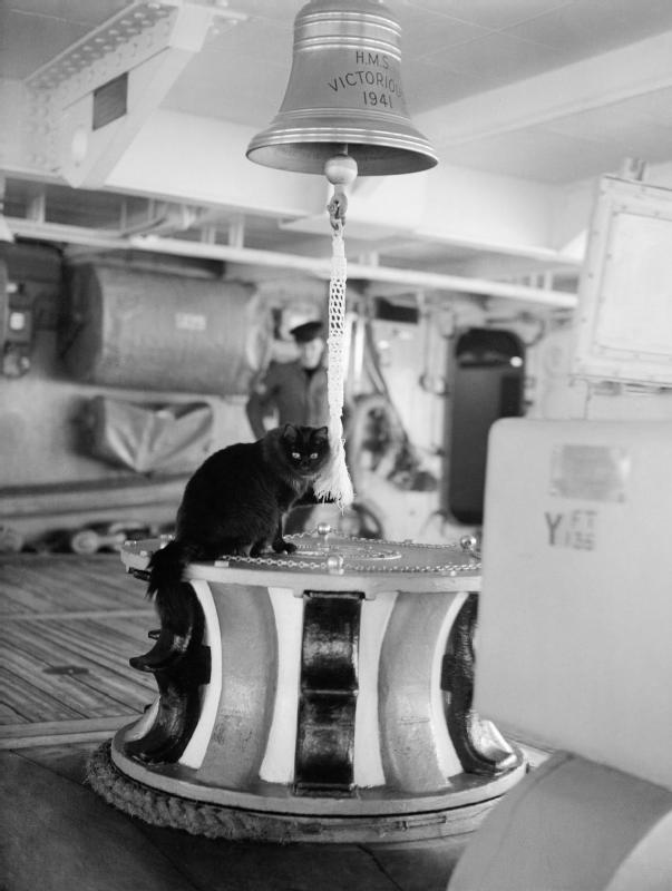 Il gatto Tiddles alla sua stazione a bordo della HMS Victorious