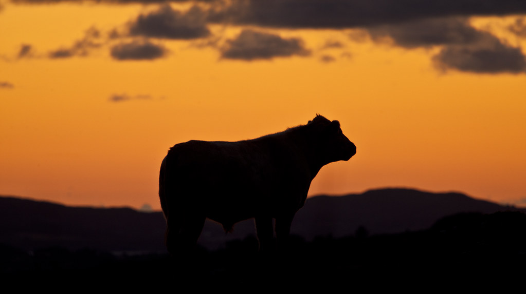 Una mucca al tramonto